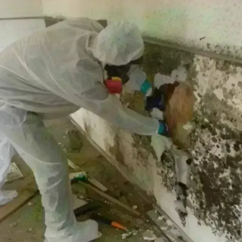 Mold Remediation and Removal in Sherman, TX